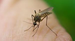 Why Mosquitoes Bite Some People And Not Others