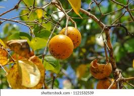 Image result for Loganiaceae