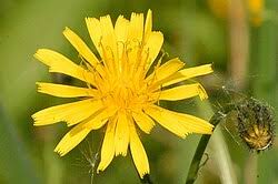 Image result for Crepis urundica