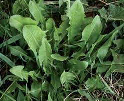 New orders ship in l a t e a u g u s t. 15 Wild Plants You Can Eat Outdoor Canada