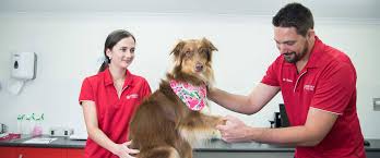 Pet haven animal hospital provides comprehensive veterinary services in a small and comfortable setting to pets in watertown and the surrounding areas. Cairns Emergency Vets Access To Quality Care 24 7 07 4015 3459
