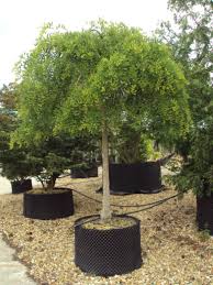 Image result for Styphnolobium