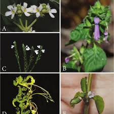 Image result for Dicliptera minor