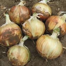 Maybe you would like to learn more about one of these? Highlander Onion Plants Long Day Onion Plants Dixondale Farms