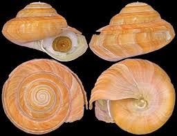 Image result for Chionodes continuellus