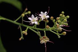 Image result for Hirtella zanzibarica