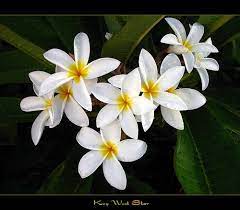 The conch republic throws its deeply tanned arms around all travelers, and before long you'll be sipping slushy cocktails on duval street and toasting sunsets that inspire lyrics set to steel drums. Florida Flowers The Plumeria Key West Star Florida Flowers Plumeria Frangipani