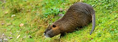 Many people opt to try a few remedies at home and here are some you may traps the easiest way to get rid of muskrats is catching them. Muskrats On Your Lake Norman Property Mooresville Nc Animal Solutions