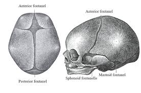 Anatomy Head And Neck Fontanelles Article