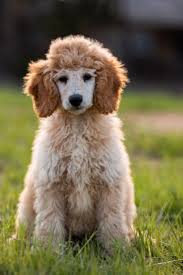 We are a standard poodle breeder responsibly raising healthy poodle puppies. Brazos Sunrise Farms Bordoodles And Poodle Puppies For Sale
