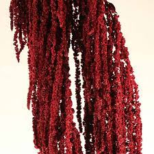 In three to four weeks they should be completely dry. Dried Flowers Red Hanging Amaranthus