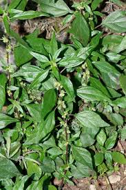 Image result for Elatostema welwitschii