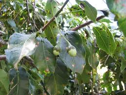 Image result for Ocotea bullata