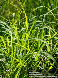 Image result for Urochloa