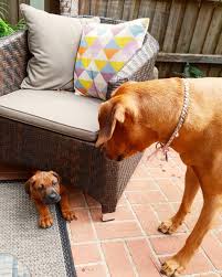 Found Me Rhodesianridgeback Ridgebackpuppy Hideandseek Projectrr Ridgebacklove Puppiesofinstagram Puppylove I Rhodesian Ridgeback Puppies Cute Animals