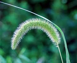 Image result for Setaria grandis