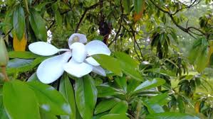 Image result for ficus elastica flower