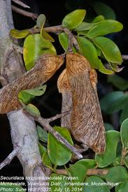 Image result for Securidaca longepedunculata