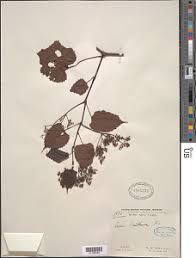 Image result for Cissus glaucophylla