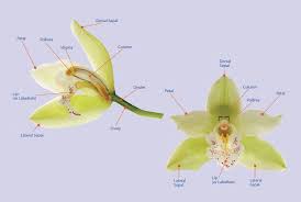 What Makes An Orchid Different From Other Flowers Nybg Orchids Planting Flowers Evergreen Plants