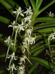 Image result for Cyrtorchis praetermissa