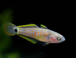 Tateurndina ocellicauda