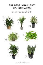 Easy indoor plant low light. The Best Low Light Houseplants You Can T Kill House Fur