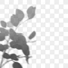 Tree Shadow Plant Drawing Plant Background White Plants
