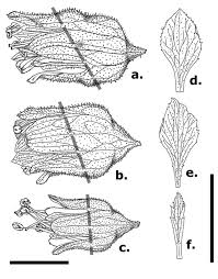 We did not find results for: The Hidden Heuchera How Science Twitter Uncovered A Globally Imperiled Species In Pennsylvania Usa