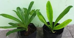 Karena hal tersebut, maka kami akan mengulas tentang cara. Cara Menggunakan Essen Untuk Ikan Mas 15 Racikan Rahasia Umpan Ikan Mas Paling Jitu 2021 Jevt Online