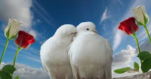 26 Wallpaper Bergerak Burung Wallpaper Alam Cinta Langit Mawar Sepasang Bunga Wallpaper Burung2 Bergerak Birds Fly Di 2020 Langit Galaxy Wallpaper Fotografi Abstrak