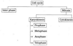 make a flow chart to show the cell cycle and explain cell