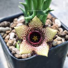 Image result for Orbea paradoxa