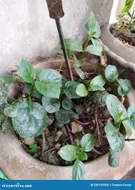 Image result for Basellaceae