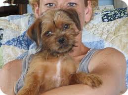In addition, salem friends of felines thrift store is operating under limited business hours. Salem Nh Yorkie Yorkshire Terrier Shih Tzu Mix Meet Oscar A Puppy For Adoption Yorkshire Terrier Yorkie Yorkshire Terrier Yorkie