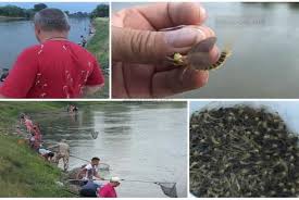 (la pl.) sărbătoare religioasă creștină, cu străvechi origini mitologice ordin de insecte cu corp subţire şi moale, care trăiesc în stare adultă doar câteva zile sau ore; Se Nasc Pentru A Se Iubi Apoi Mor Efemeridele Spectacolul Scurt Al VieÈ›ii Aradon