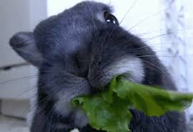 Check spelling or type a new query. Rabbit Eating Gifs Get The Best Gif On Giphy