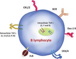 Image result for B-Lymphocyte