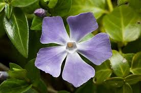 Image result for Vinca major