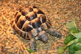 Identifying Mediterranean Tortoise Species