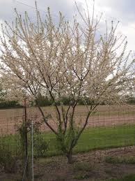 Check spelling or type a new query. 20 Beautiful Flowering Trees For Indiana Progardentips