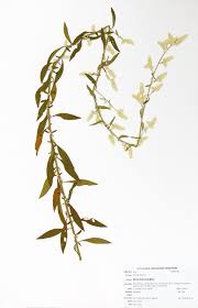 Image result for Aerva leucura