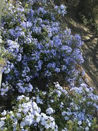 To learn more please watch the video. Cape Leadwort Plumbago Auriculata Imperial Blue Garden Org