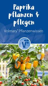 Paprika Pflanzen Und Pflegen Paprika Pflanzen Garten Pflanzen Pflanzen