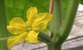 Image result for Cucumis aetheocarpus