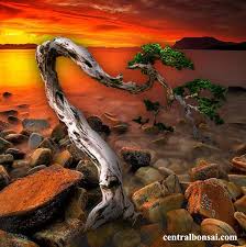 Nah berhubungan dengan hal itu, saat ini geologinesia akan menjelaskan mengenai cara melestarikan sumber daya alam. Melestarikan Alam Dengan Tanaman Bonsai