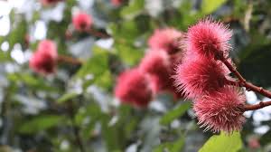 Image result for Bixaceae