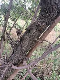 Image result for Searsia pyroides