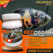 Karena saat ini sudah banyak yang membudidaya ikan ini, yang menyukai ikan predator. Ikan Oscar Slayer Harga Terbaik Agustus 2021 Shopee Indonesia