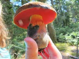 Le bleuissement de la chair n'est pas un critère de quels sont les risques pour l'homme ? Champignons De Fin D Ete Et D Automne Balade En Haute Loire Dans La Bulle De Manou